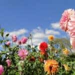 Flowers at Mill Creek - Seasonal Activities