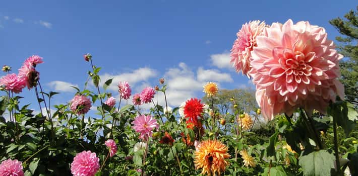 Flowers at Mill Creek - Seasonal Activities