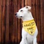 Dog with adopt me bandana