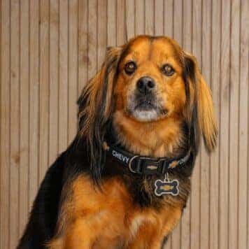 Govy The Dog