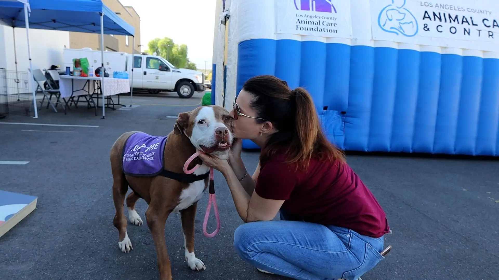 Help Pets Find Their Forever Homes | Hello Auto Group