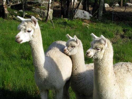 Visiting alpacas, a fun winter activity in Richmond, Kentucky