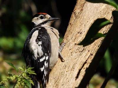 A woodpecker rests on a branch at a bird-watching site in Richmond, Kentucky