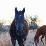 Horse farm