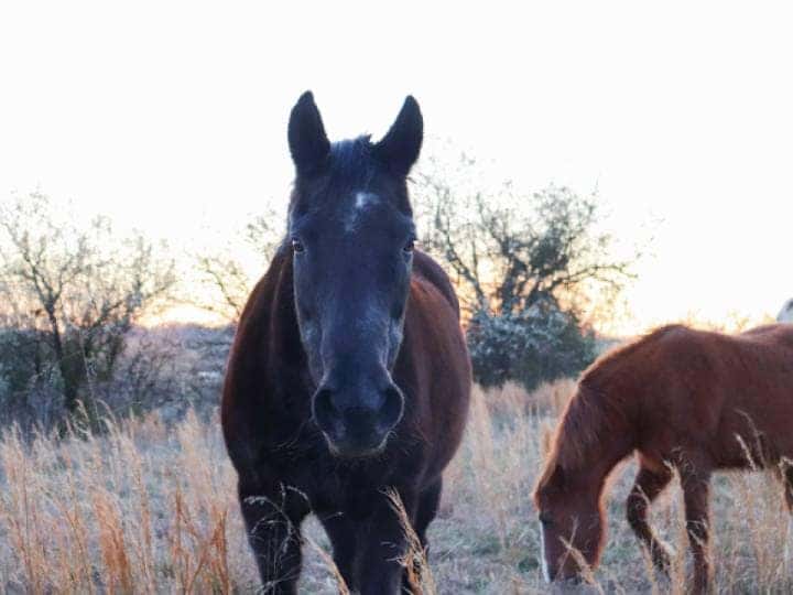 Horse farm