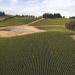 Vineyard in Kentucky