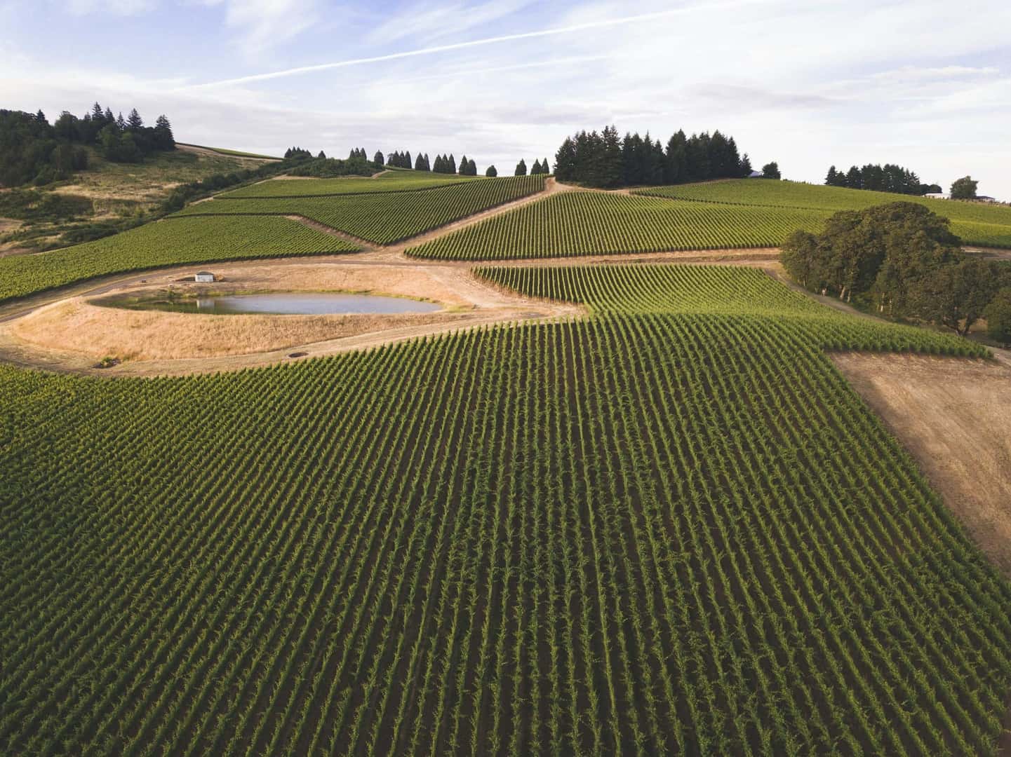 Vineyard in Kentucky