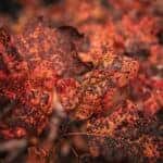 Hiking trail near Lexington in fall