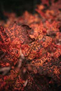 Hiking trail near Lexington in fall
