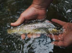 Fishing