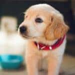 Puppy dog