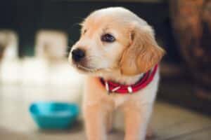 Puppy dog