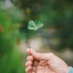 Four leaf clover
