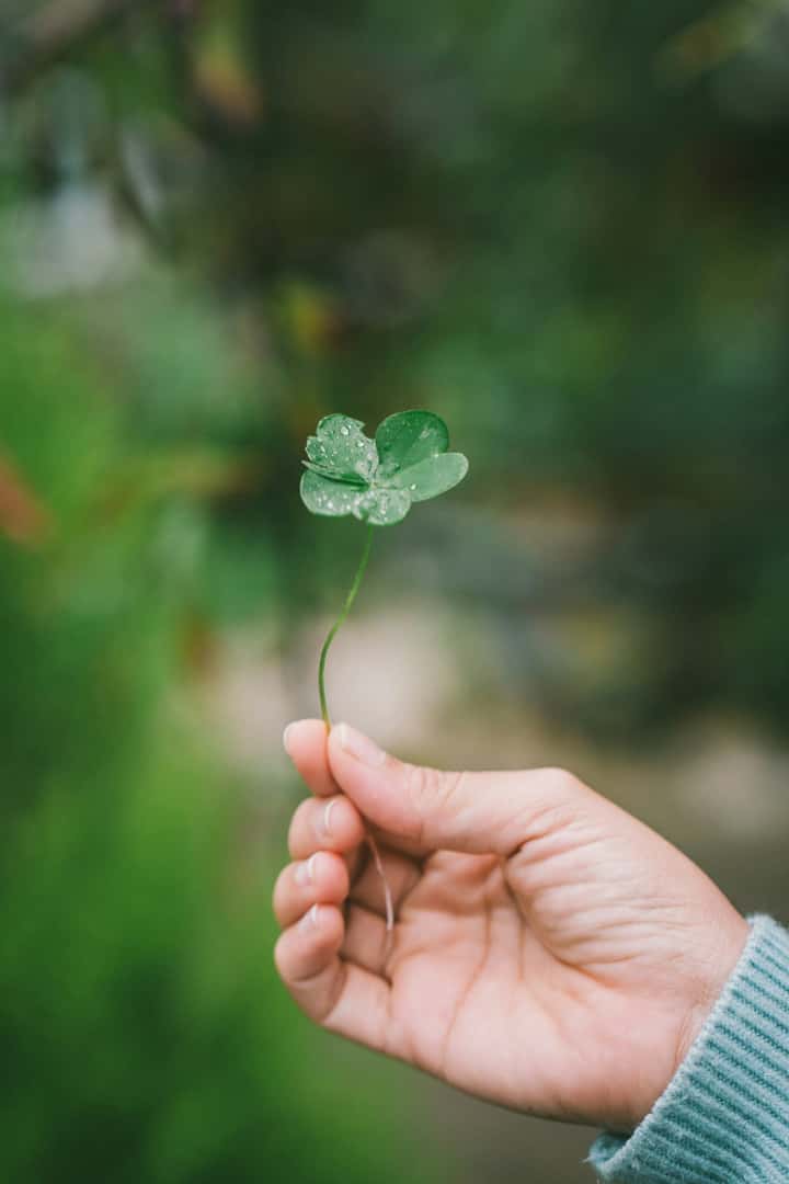 Four leaf clover