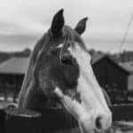 Horse in Lexington