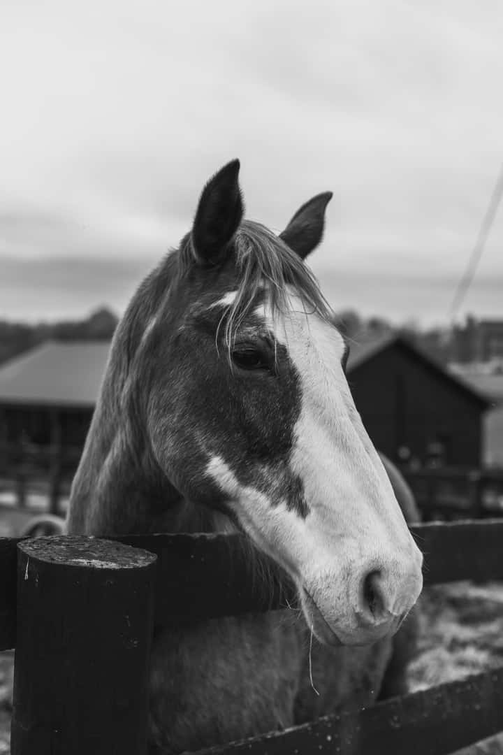 Horse in Lexington