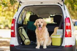 Car_Safety_Tips_For_Traveling_With_Pets